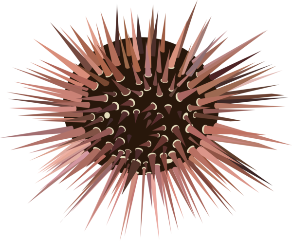 Free Hedgehog Sea Urchin Clipart Clipart Transparent Background
