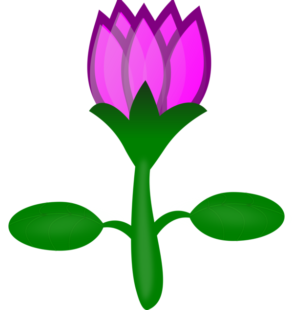Free Lotus Flower Flower Plant Leaf Clipart Clipart Transparent Background
