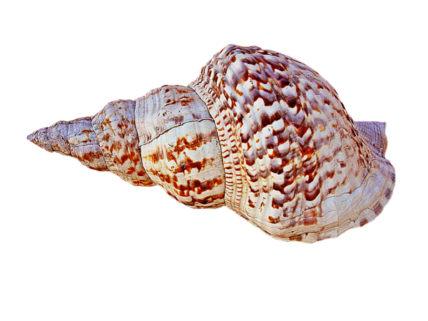 Free Snail Shankha Seashell Conch Clipart Clipart Transparent Background