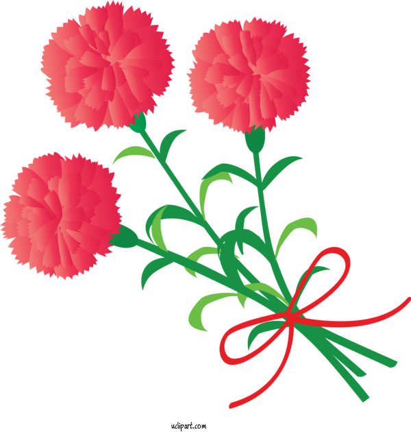 Free Holidays Flower Plant Carnation For Mothers Day Clipart Transparent Background