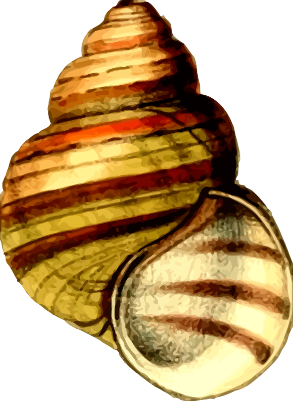 Free Snail Snail Snails And Slugs Conch Clipart Clipart Transparent Background