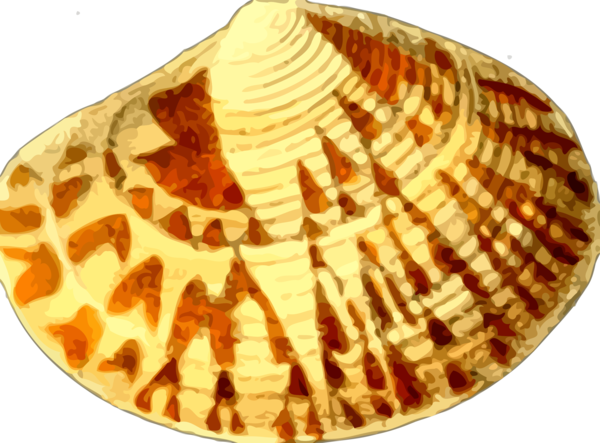 Free Snail Seashell Nautilida Cockle Clipart Clipart Transparent Background
