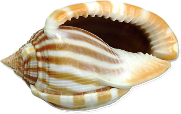 Free Snail Shankha Conch Cockle Clipart Clipart Transparent Background