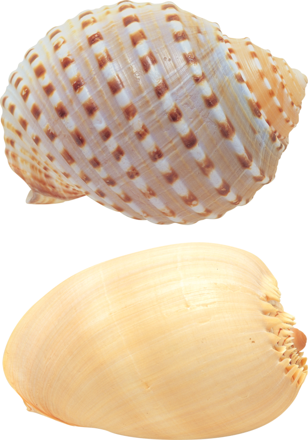 Free Snail Seashell Cockle Conch Clipart Clipart Transparent Background