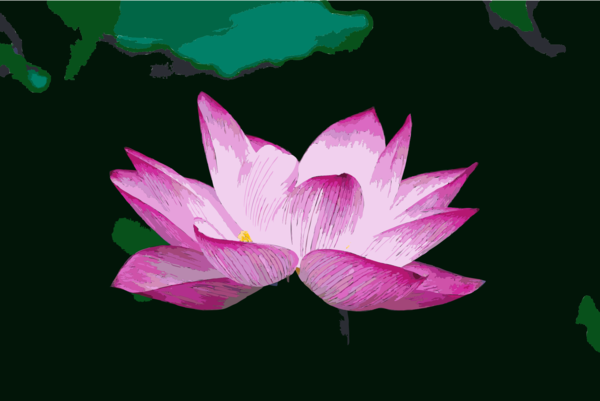 Free Lotus Flower Flower Lotus Sacred Lotus Clipart Clipart Transparent Background