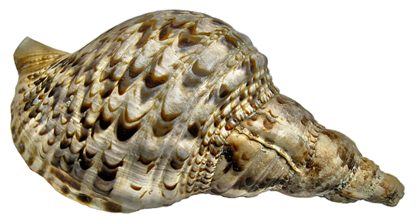 Free Snail Shankha Conch Seashell Clipart Clipart Transparent Background