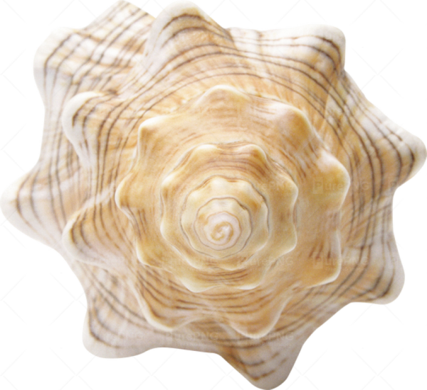 Free Snail Wood Seashell Clipart Clipart Transparent Background