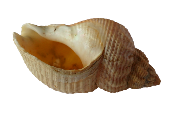 Free Snail Cockle Conch Seashell Clipart Clipart Transparent Background