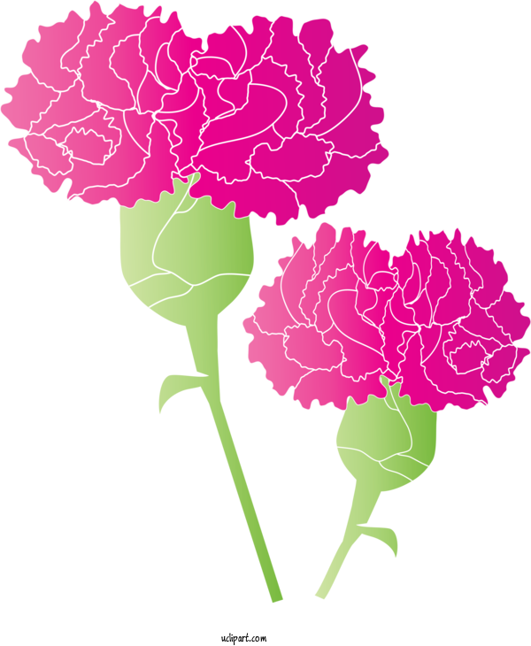 Free Holidays Carnation Plant Pink For Mothers Day Clipart Transparent Background