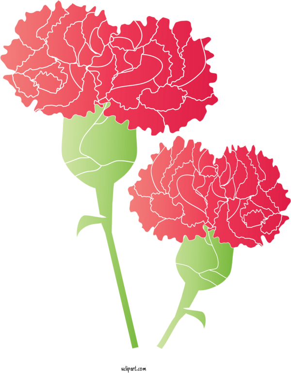 Free Holidays Carnation Plant Flower For Mothers Day Clipart Transparent Background