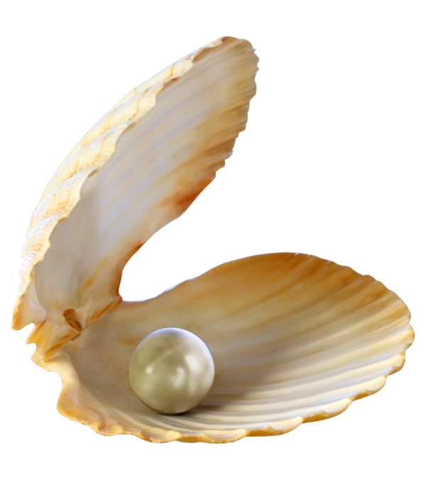 Free Snail Clam Cockle Seashell Clipart Clipart Transparent Background