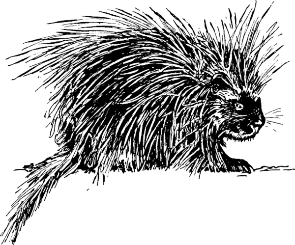 Free Hedgehog Porcupine Black And White Head Clipart Clipart Transparent Background