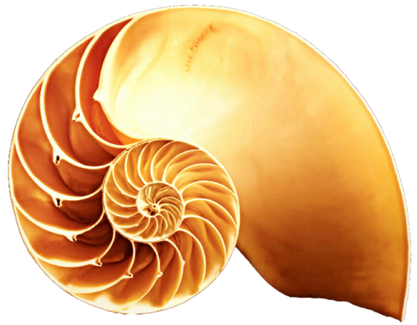 Free Snail Nautilida Seashell Snail Clipart Clipart Transparent Background