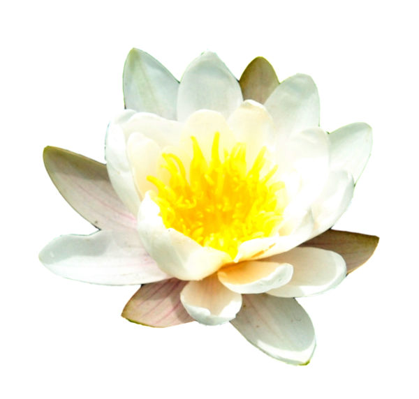 Free Lotus Flower Flower Aquatic Plant Petal Clipart Clipart Transparent Background