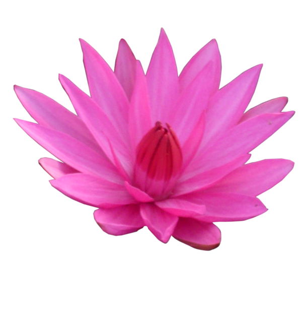 Free Lotus Flower Flower Magenta Petal Clipart Clipart Transparent Background