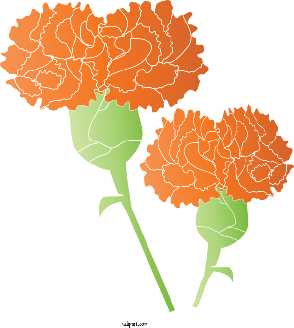 Free Holidays Plant Tagetes Carnation For Mothers Day Clipart Transparent Background