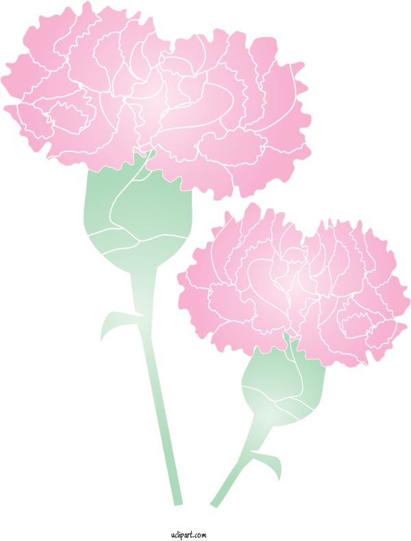Free Holidays Pink Plant Carnation For Mothers Day Clipart Transparent Background