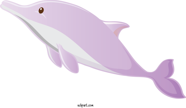 Free Animals Dolphin Cetacea Bottlenose Dolphin For Dolphin Clipart Transparent Background