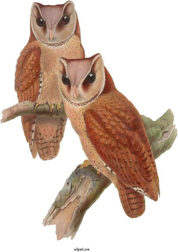 Free Animals Owl Bird Barn Owl For Owl Clipart Transparent Background