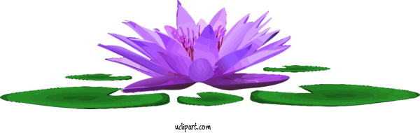Free Flowers Aquatic Plant Purple Violet For Lotus Flower Clipart Transparent Background