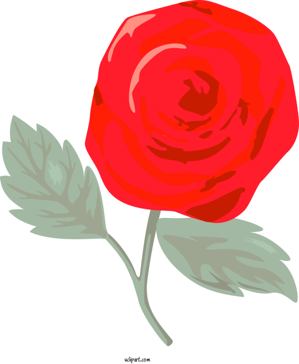 Free Flowers Red Flower Plant For Rose Clipart Transparent Background