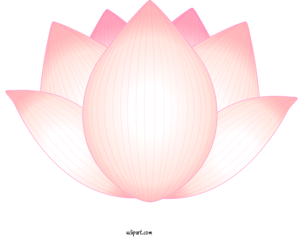 Free Flowers Petal Lotus Family Lotus For Lotus Flower Clipart Transparent Background