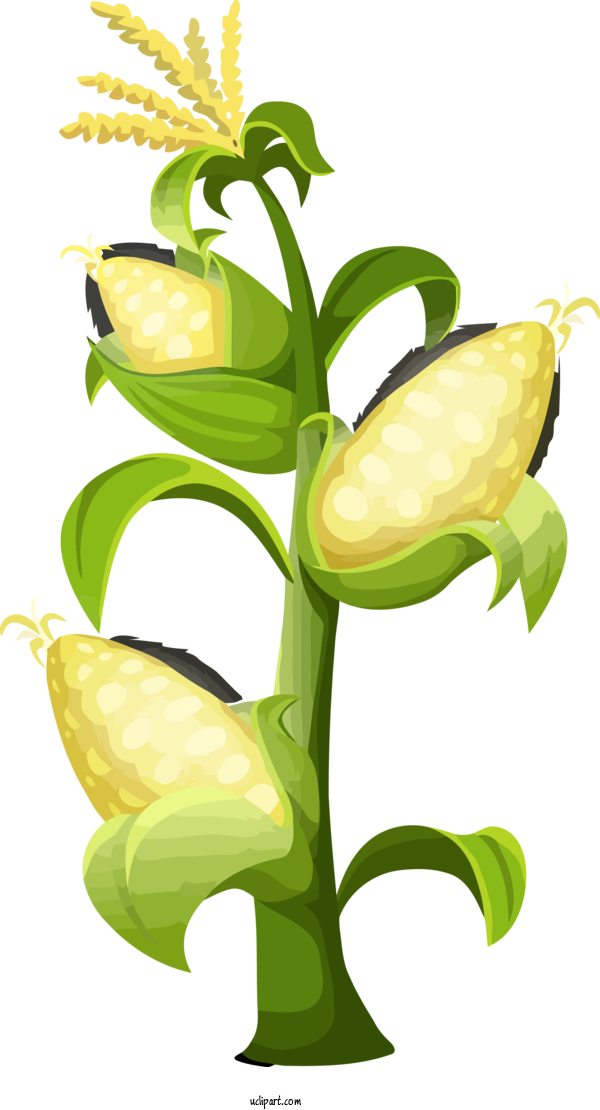 Free Holidays Plant Flower Yellow For Thanksgiving Clipart Transparent Background