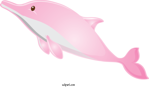 Free Animals Dolphin Cetacea Pink For Dolphin Clipart Transparent Background