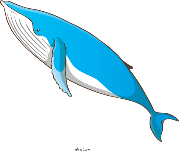 Free Animals Bottlenose Dolphin Fin Common Dolphins For Whale Clipart Transparent Background