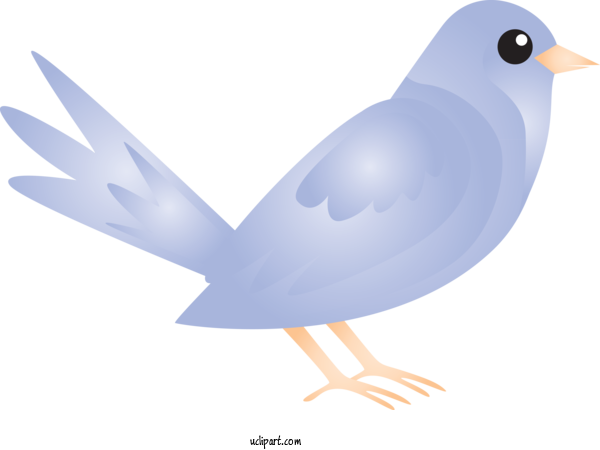 Free Animals Bird Beak Rock Dove For Bird Clipart Transparent Background