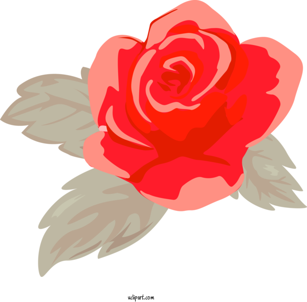 Free Flowers Red Garden Roses Rose For Rose Clipart Transparent Background