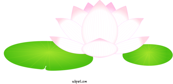 Free Flowers Lotus Family Sacred Lotus Lotus For Lotus Flower Clipart Transparent Background