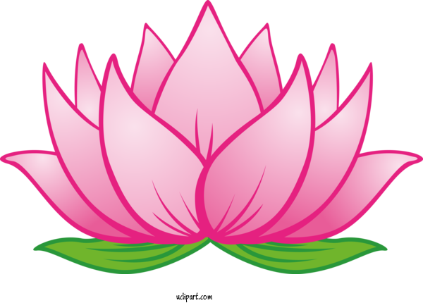Free Flowers Lotus Family Lotus Aquatic Plant For Lotus Flower Clipart Transparent Background