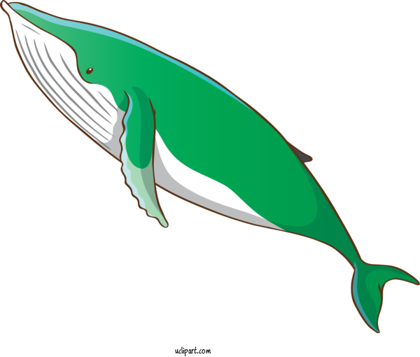Free Animals Bottlenose Dolphin Fin Cetacea For Whale Clipart Transparent Background