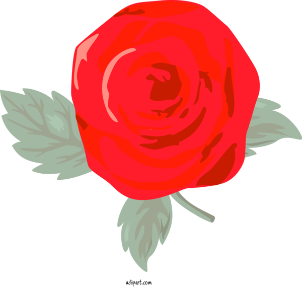 Free Flowers Red Rose Flower For Rose Clipart Transparent Background