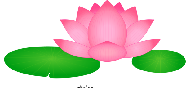 Free Flowers Lotus Family Sacred Lotus Lotus For Lotus Flower Clipart Transparent Background