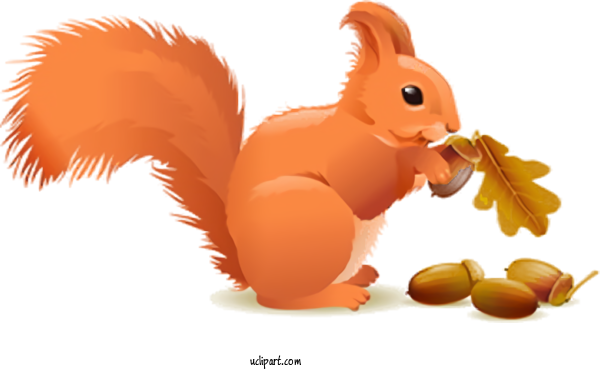 Free Animals Squirrel Eurasian Red Squirrel Cartoon For Squirrel Clipart Transparent Background