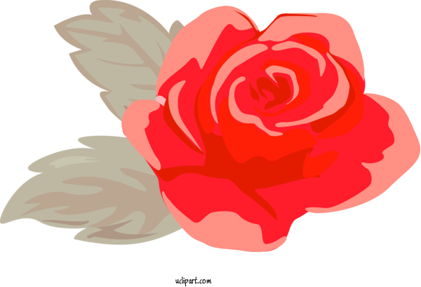Free Flowers Red Petal Flower For Rose Clipart Transparent Background