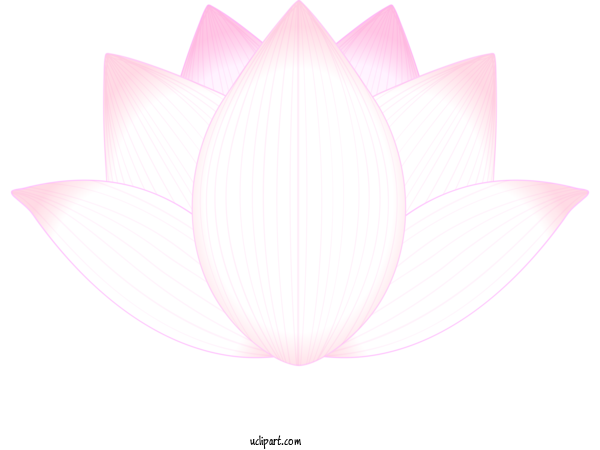 Free Flowers Pink Petal Lotus Family For Lotus Flower Clipart Transparent Background