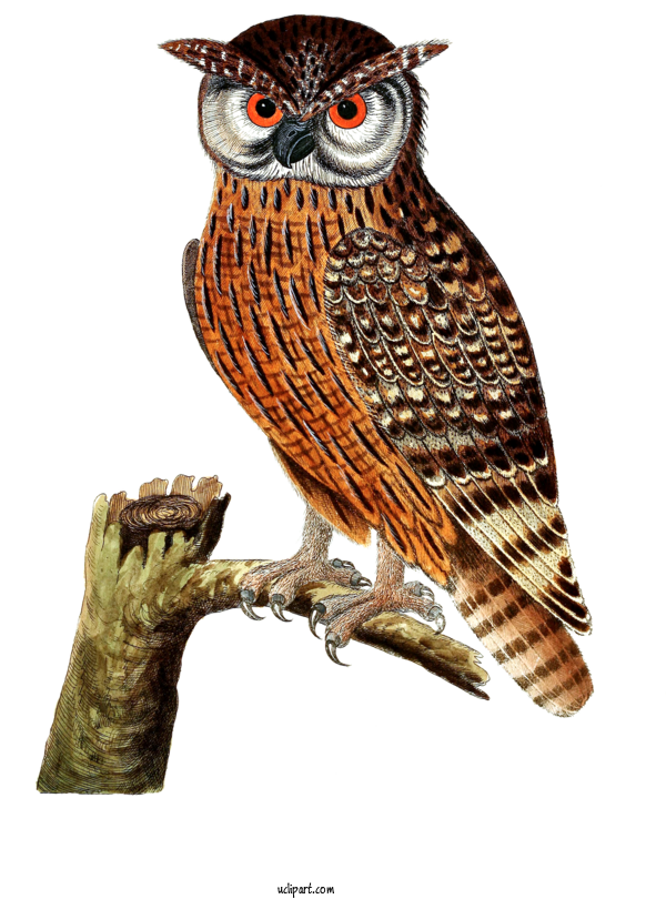 Free Animals Owl Bird Bird Of Prey For Owl Clipart Transparent Background