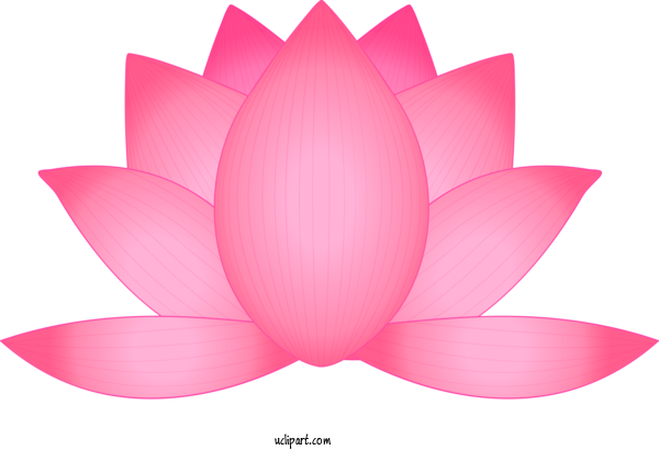 Free Flowers Lotus Family Lotus Petal For Lotus Flower Clipart Transparent Background