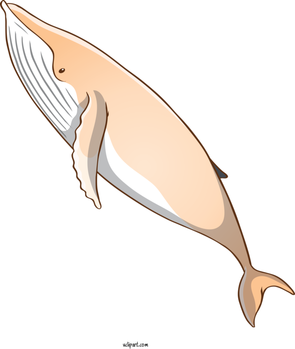 Free Animals Dolphin Cetacea Bottlenose Dolphin For Whale Clipart Transparent Background