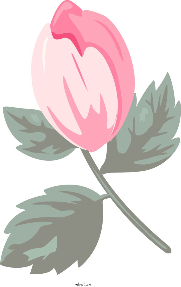 Free Flowers Flower Plant Leaf For Rose Clipart Transparent Background