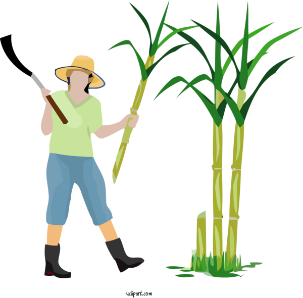 Free Holidays Grass Gardener Grass Family For Pongal Clipart Transparent Background