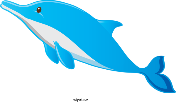 Free Animals Bottlenose Dolphin Dolphin Cetacea For Dolphin Clipart Transparent Background