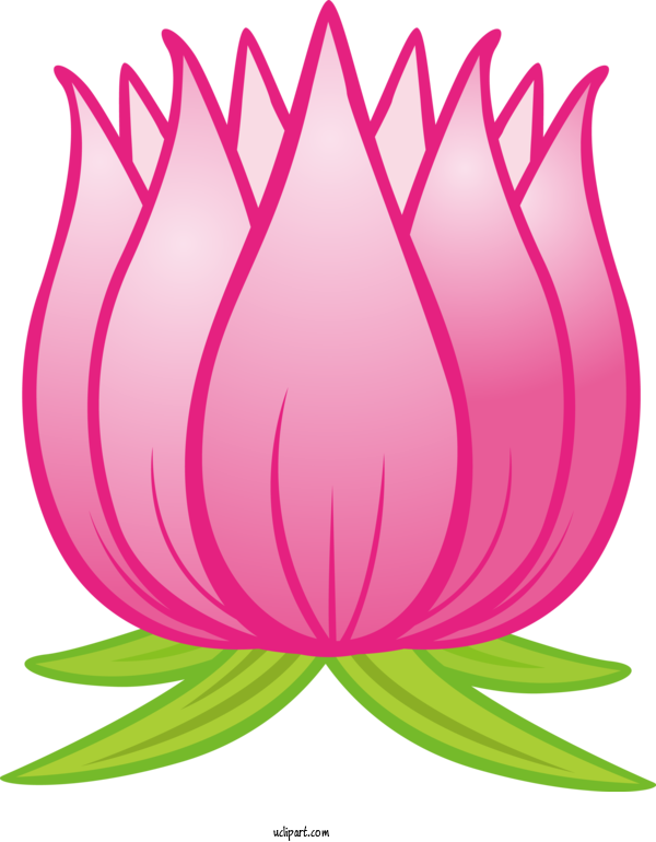 Free Flowers Pink Plant Lotus Family For Lotus Flower Clipart Transparent Background