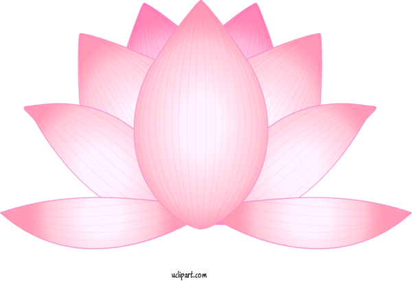 Free Flowers Lotus Family Lotus Sacred Lotus For Lotus Flower Clipart Transparent Background