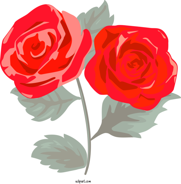 Free Flowers Flower Garden Roses Rose For Rose Clipart Transparent Background
