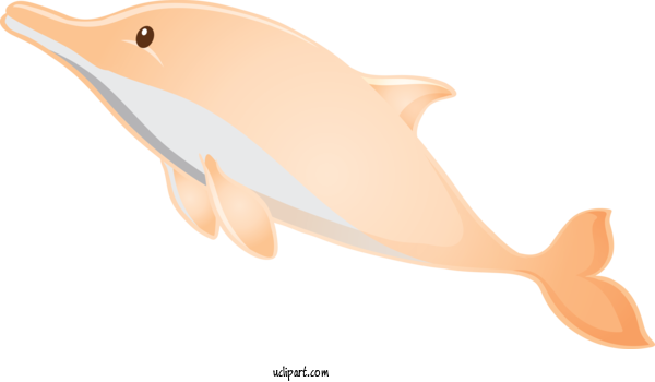 Free Animals Cetacea Dolphin Whale For Dolphin Clipart Transparent Background