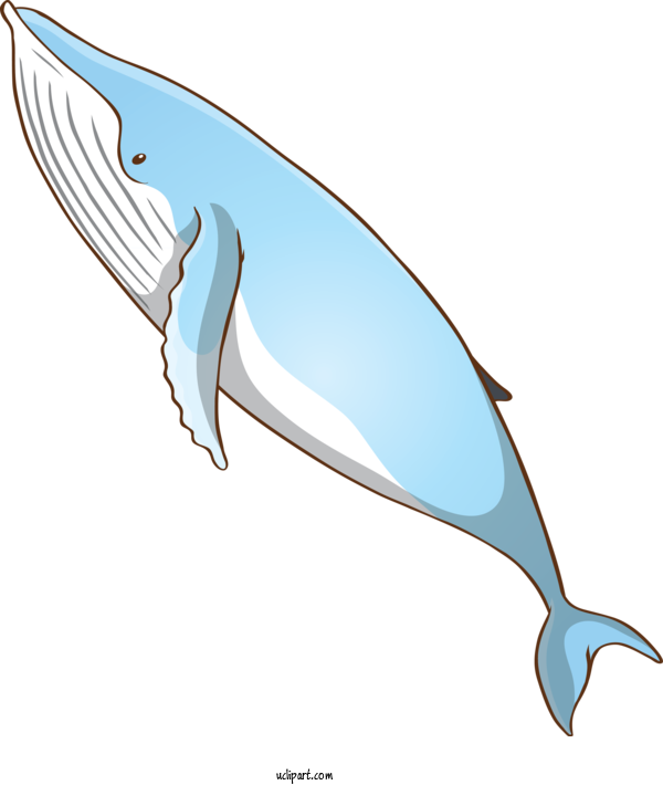 Free Animals Fin Bottlenose Dolphin Blue Whale For Whale Clipart Transparent Background